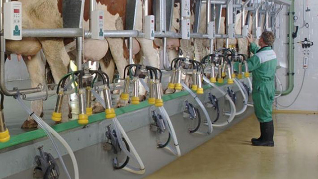 Доильное оборудование