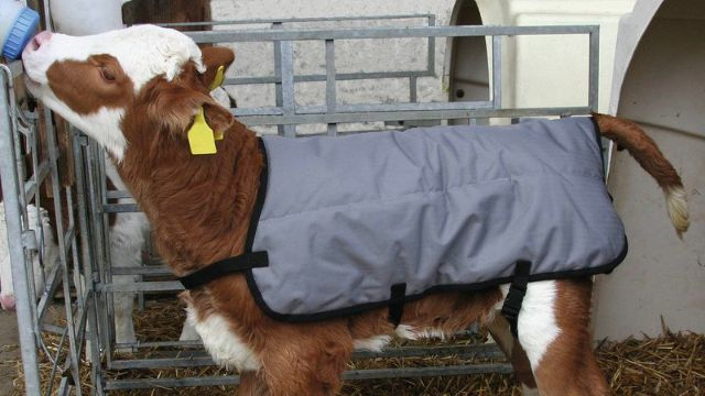 Все для телят